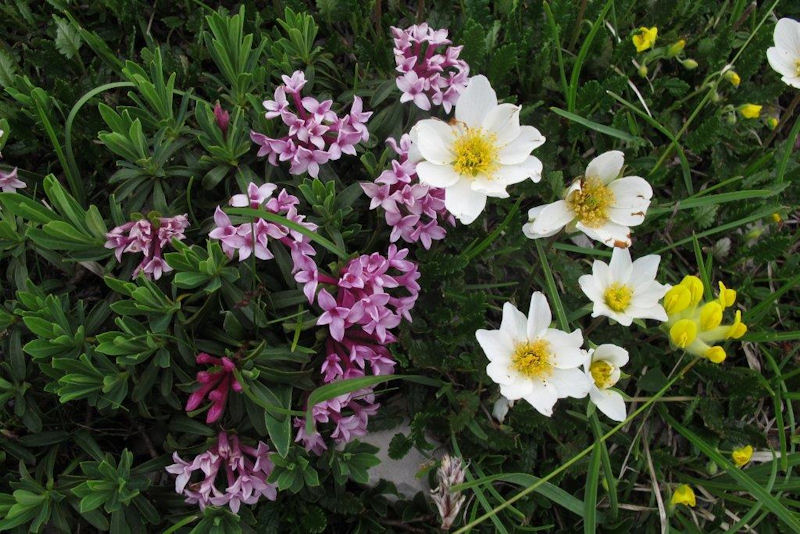 alpine flowers